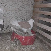 کبوتر دوکت و طوقی