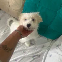 سگ نژاد مالتیپو(میکس مالتیز و پودل)۷ماهه تربیت شده