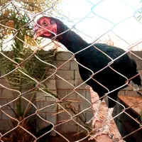 مرغ و خروس لاری|حیوانات مزرعه|بندرعباس, |دیوار