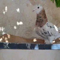 سرور بهبونی ماده|پرنده|مرودشت, ژیان|دیوار