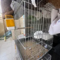 قفس کاسکو بزرگ