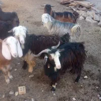 شش عدد کهره نر