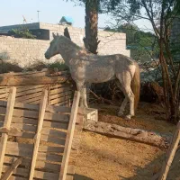 اسب زیبا و تیزرو