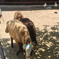 تجربش زنده همه نژاد