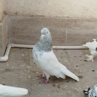 کله ابر|پرنده|بم, |دیوار