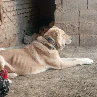 واگذاری