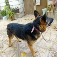 سگ نگهبانی|سگ|آرادان, |دیوار