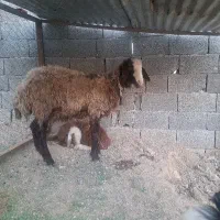 گوسفند میش