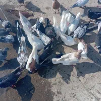 کبوتر رنگی|پرنده|آبادان, |دیوار