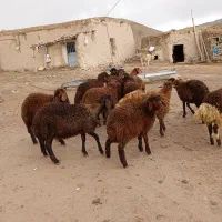 بره|حیوانات مزرعه|میانه, |دیوار