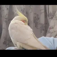 گمشده عروس هلندی