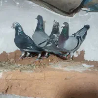 کفتر پرشی ضربه|پرنده|سبزوار, قصبه شرقی|دیوار