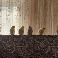 فروش عروس هلندی لوتینو و گل باقالی