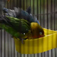 طوطی برزیلی|پرنده|ری, صفاییه (چشمه علی)|دیوار