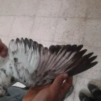 کفتر|پرنده|کرج, اصفهانی‌ها|دیوار