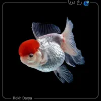 آکواریوم رخ دریا