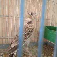 یه پرنده سهره خاکی تو محدوده کوی نیروی