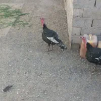 بوقلمون|حیوانات مزرعه|نیمروز, |دیوار