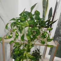 گلهای آپارتمانی سرحال