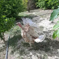 دو عدد بوقلمون با بهترین کیفیت