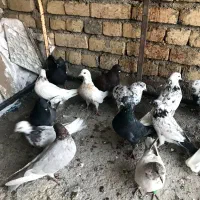 ۱۴کفتر ۱۶۰۰|پرنده|کاشان, پشت شهربانی|دیوار