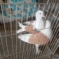 کبوتر پشت زرد