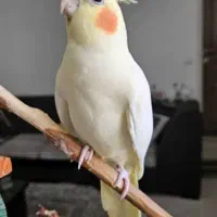 عروس هلندی گم شده