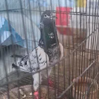 کفتر یا کبوتر پاکستانی
