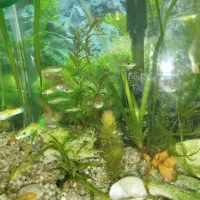 ماهی گوپی مولد|ماهی|اصفهان, ملک|دیوار