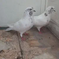 یه جفت کفترکله ای