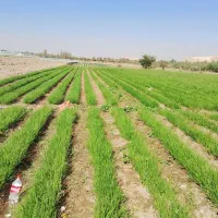 نشا پیاز|گل و گیاه طبیعی|عنبرآباد, |دیوار