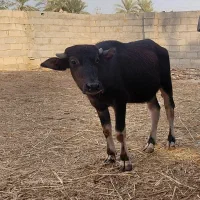 گوساله گاومیش