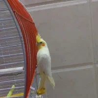 عروس هلندی|پرنده|زابل, |دیوار