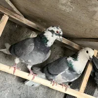 پرشی ، سالم|پرنده|پیر بکران, |دیوار