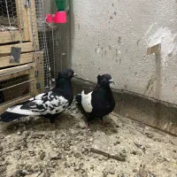 چهارتا رنگه پرشی