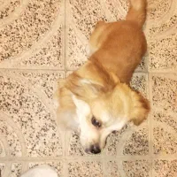 سگ شیپزو|سگ|گلستان (تهران), |دیوار