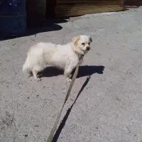 سگ پامر