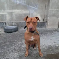 پیتبول|سگ|کرج, اسدآباد|دیوار