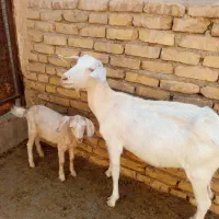 بز دورگ سانان