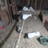 کفتر کله سیاه