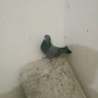 کبوتر|پرنده|جونقان, |دیوار