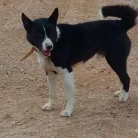 سگ جانوری|سگ|شاهین‌شهر, خبرنگار|دیوار