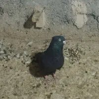 کفتر|پرنده|کرمان, |دیوار