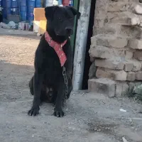 واگذاری سگ رتوایلر