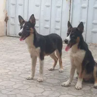 سگ هاسگی