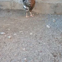 ۳ عدد مرغ گلین|حیوانات مزرعه|انبارآلوم, |دیوار