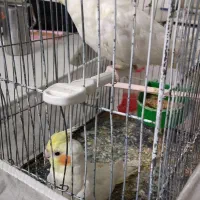 عروس هلندی|پرنده|آران و بیدگل, |دیوار