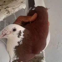 نر پلنگ سرخ