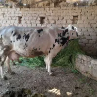 فروشی|حیوانات مزرعه|داراب, |دیوار