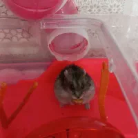 همستر کمپل رام و دستی و بازیگوش|موش و خرگوش|همدان, |دیوار